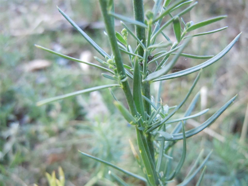 Dall''Abruzzo : Linaria purpurea